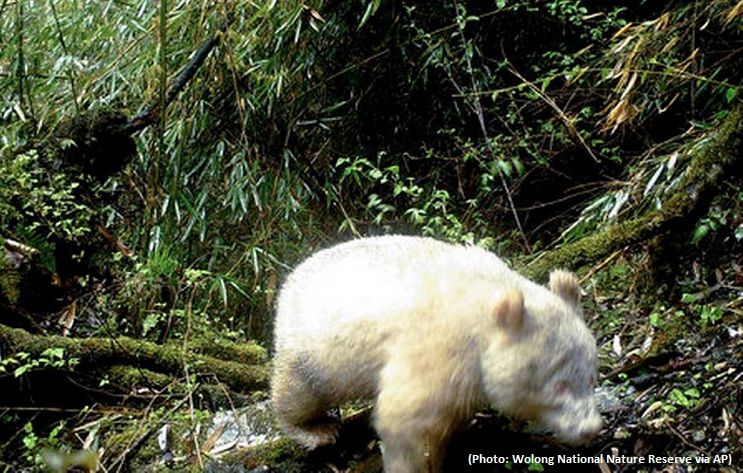 All-white panda caught on camera in Chinese nature reserve