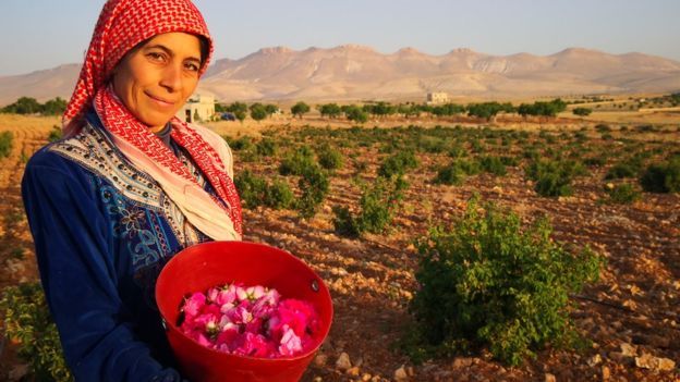 الوردة الشامية: سوريّات يقطفن محصول البلاد "الأغلى من الذهب"
