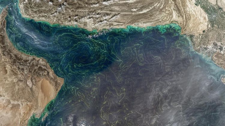 World's largest marine dead zone may reach UAE’s shores