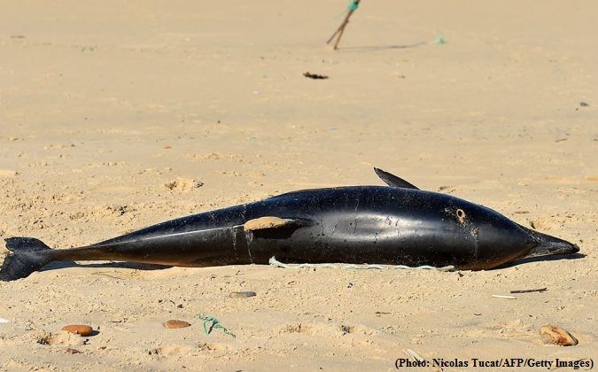 Number of dolphin deaths in Gulf Coast of US triples in 2019