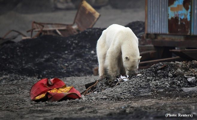 Starving polar bear looking for food in Russian city Norilsk