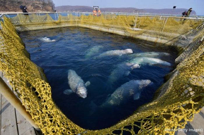 Russia begins to free 100 illegally captured whales
