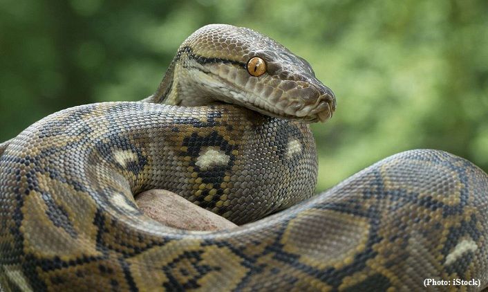 Police hunt for 9-foot python that could eat a human loose in British city