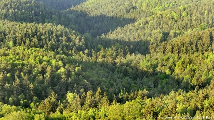 US-sized forest needed to be added to Earth to fight climate change New finding indicates