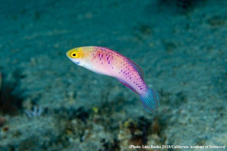 A new fish species named after Marvel realm