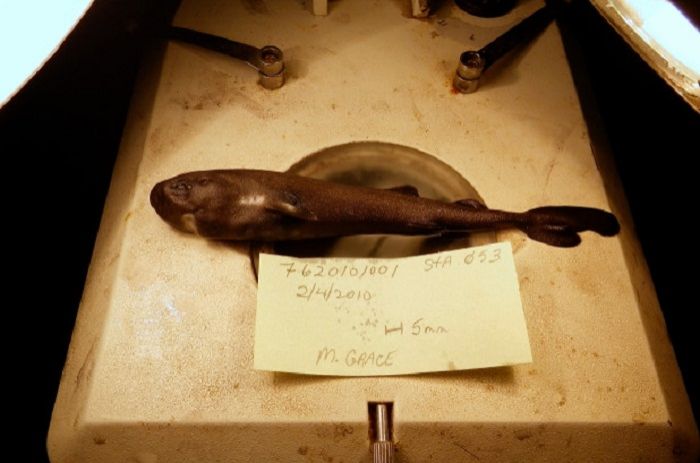 Pocked-sized shark discovered in Gulf of Mexico turns out to be new species