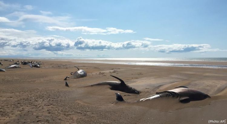 Tourists find 50 pilot whales dead on beach