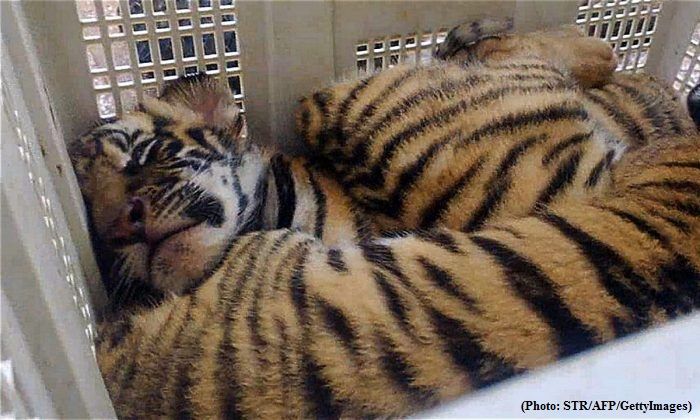 Seven frozen tiger cubs found dead inside a car in Vietnam Smuggled for consumption in China