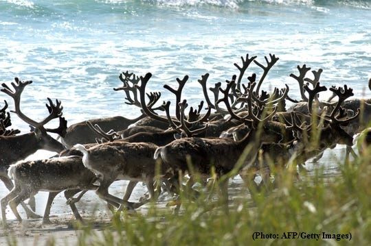 More than 200 reindeer found dead of starvation in the Arctic