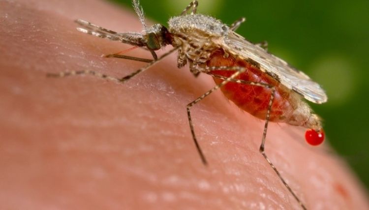 Philippines declares a national dengue epidemic after 622 deaths