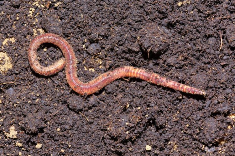 Microplastics stunt growth of worms