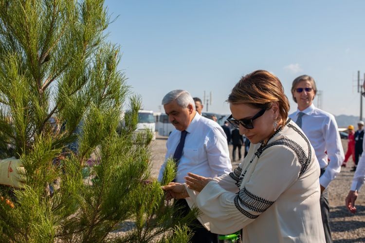 UNDP, SOCAR, BP support tree-planting to fight climate change in Azerbaijan FOTO