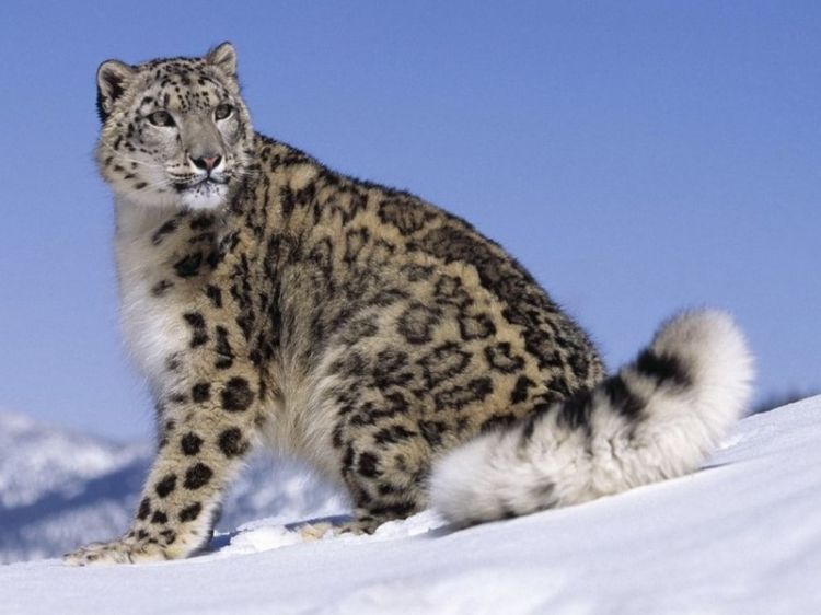 Mongolians call snow leopard as lord of high mountains