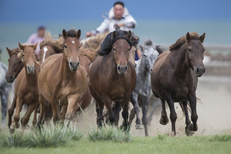 Mongolia to hold horse festival to boost tourism