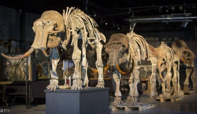 العثور على عظام حيوان عاش قبل أكثر من 140 قرنا