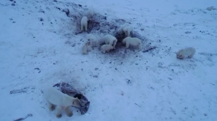 Dozens of polar bears besiege Arctic village in Russia's Chukotka