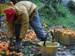 إيطاليا: دعوى لإستغلال المهاجرين بمجال العمل الزراعي