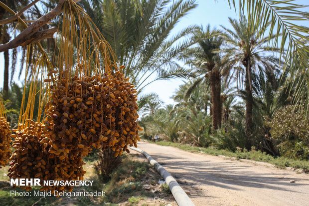 اليونسكو تعلن إدراج "النخلة" ضمن قائمة التراث غير المادي للبشرية بجهود سلطنة عمان والعديد من الدول العربية