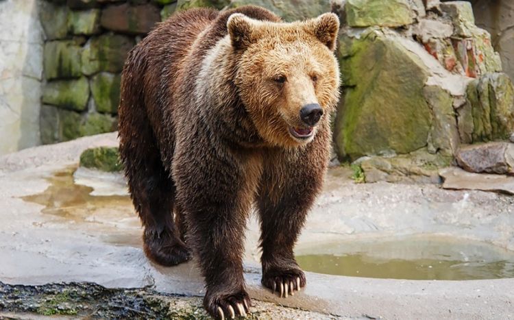 В зоопарке Ташкента женщина сбросила ребенка в вольер к бакинскому медведю