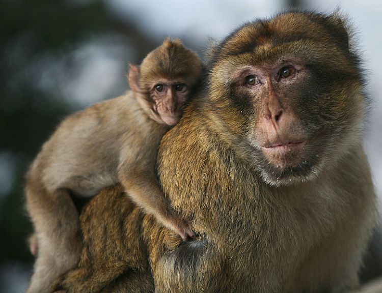 شركة موسك لزرع رقائق الدماغ تؤكد نفوق القردة في تجربتها!