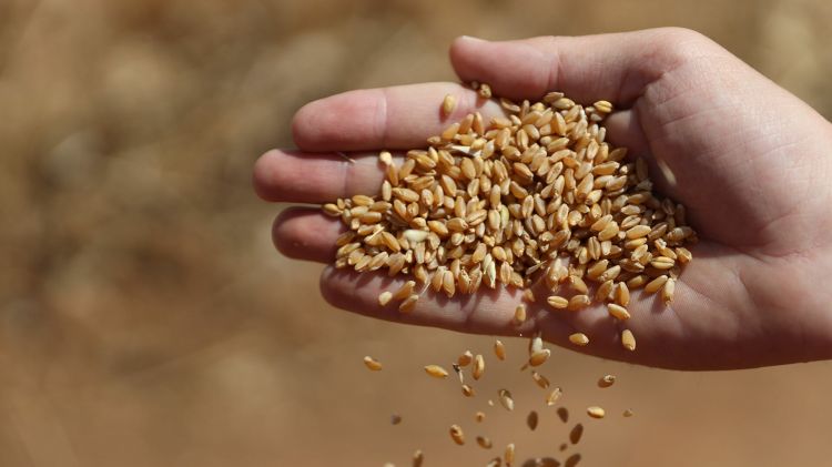 مسؤول مصري: العقوبات على روسيا ستعطل واردات القمح وأوكرانيا لن تكون قادرة على التصدير