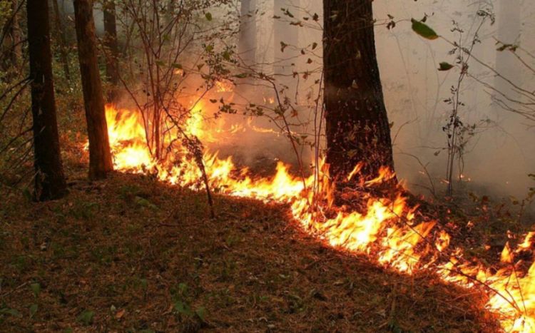 В Огузском районе горит лес