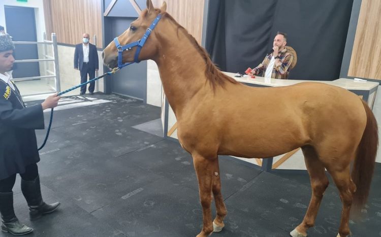 Qarabağ atlarından biri ilkin satış qiymətindən 10 % baha satıldı