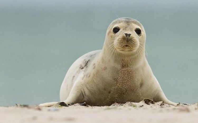 Десятки мертвых тюленей обнаружили на побережье Каспийского моря