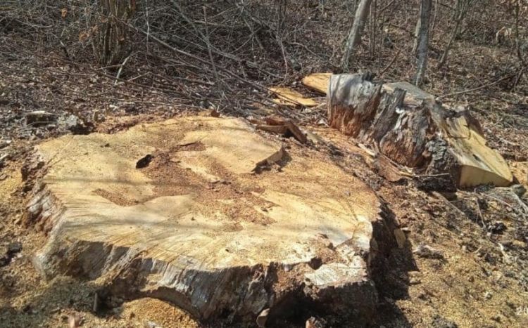 Возбуждено уголовное дело в связи с незаконной вырубкой деревьев в Габале