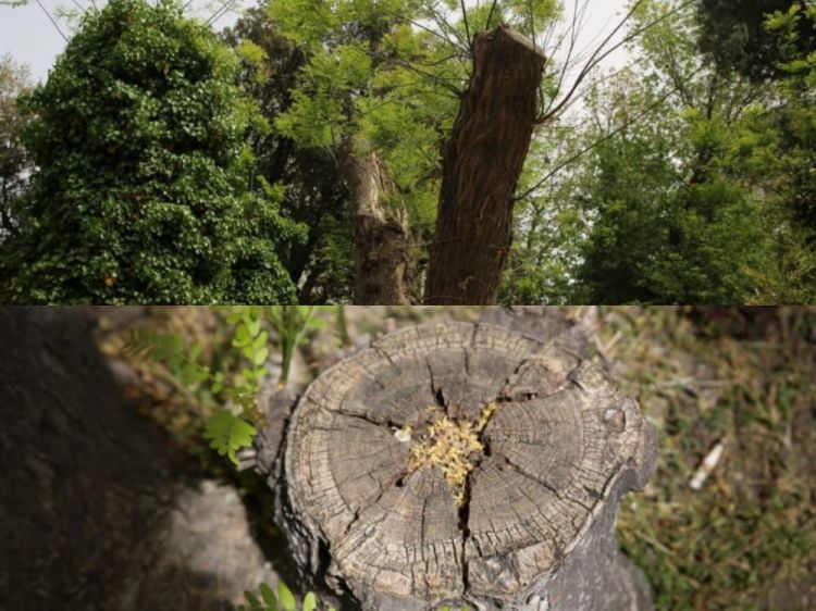 “Zabitlər” parkında ağaclar kəsilərək restoran tikilir Sakinlərdən şikayət - FOTOREPORTAJ