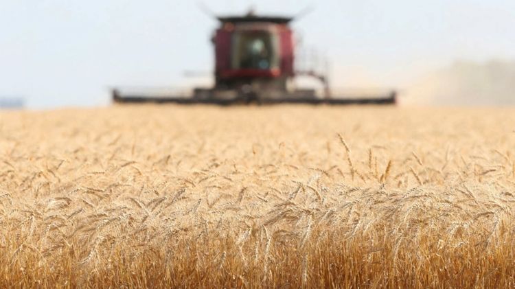 مصر تسعي لرفع الاكتفاء الذاتي من القمح إلى 65% بحلول عام 2025