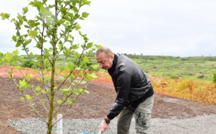 Ильхам Алиев и Мехрибан Алиева посадили деревья в парке, который будет создан в городе Физули ОБНОВЛЕНО