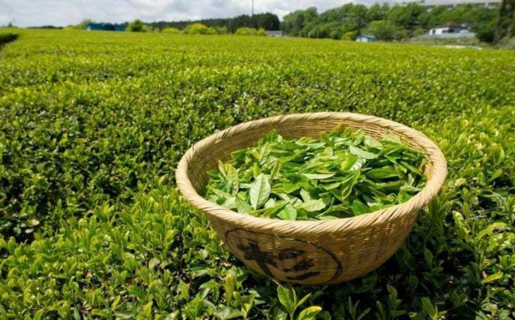 Азербайджан увеличил экспорт чая