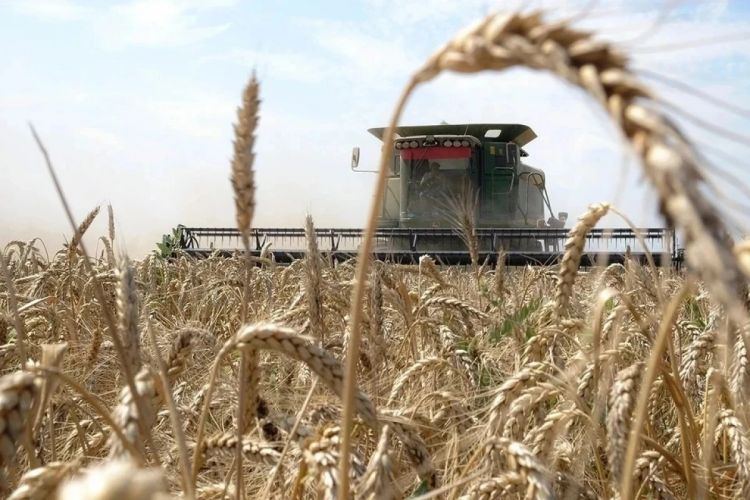 "Запасов пшеницы на Земле осталось всего на 10 недель" Эксперт при ООН