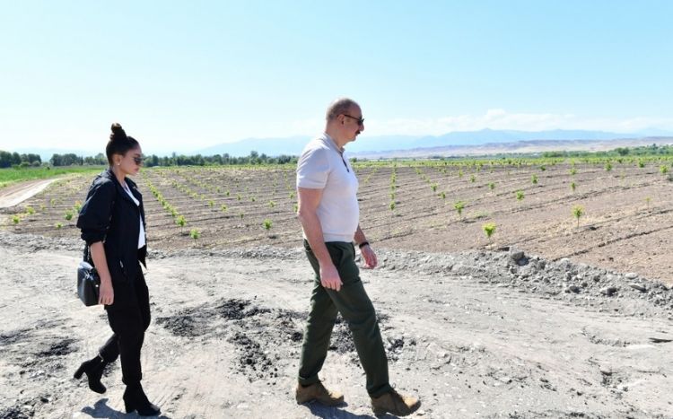 Президент Ильхам Алиев и первая леди Мехрибан Алиева осмотрели интенсивный фруктовый сад в Зангиланском районе ОБНОВЛЕНО