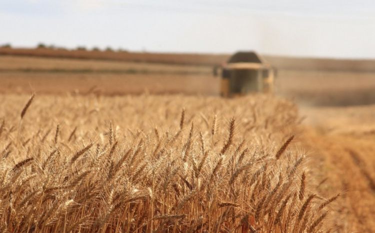 Поставки зерна в мире вновь сократятся ФАО