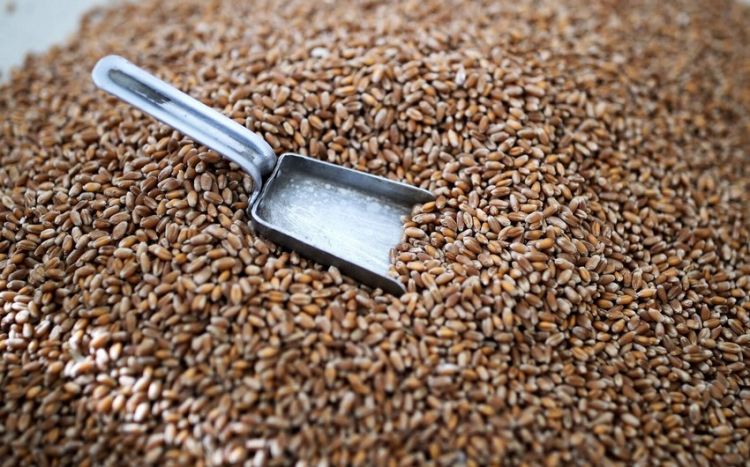 В стране сформированы запасы пшеницы Минсельхоз