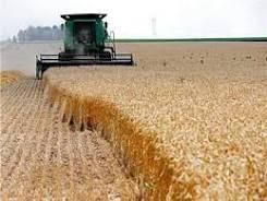 مصر تعلن حاجتها لاستيراد 5 ملايين طن من القمح في عامي 2022 و2023