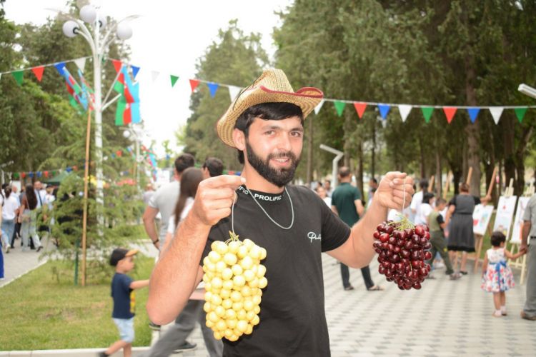 В Азербайджане впервые проходит фестиваль вишни и черешни