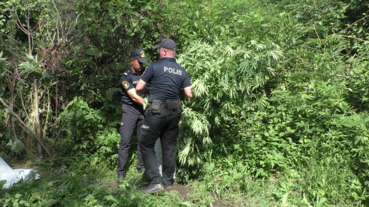Polis Zaqatalada əməliyyat keçirdi 33 kq narkotik MÜSADİRƏ OLUNDU