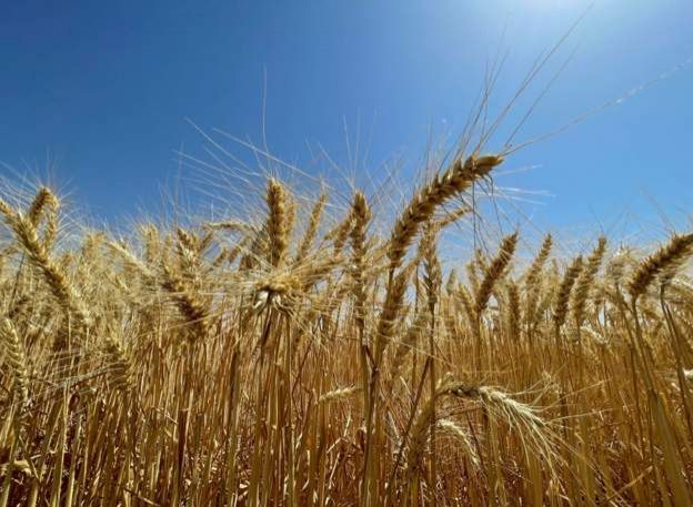 البنك الدولي يوافق على قرض لمصر بـ500 مليون دولار لتعزيز مشتريات القمح