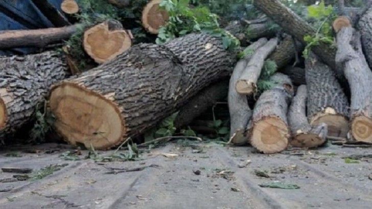Zaqatalada 40 ağacın kəsilməsi ilə bağlı cinayət işi açıldı RƏSMİ