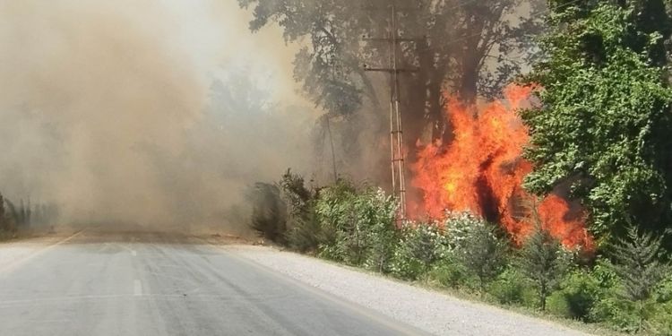 Автодорога Хачмаз-Худат закрыта из-за лесного пожара