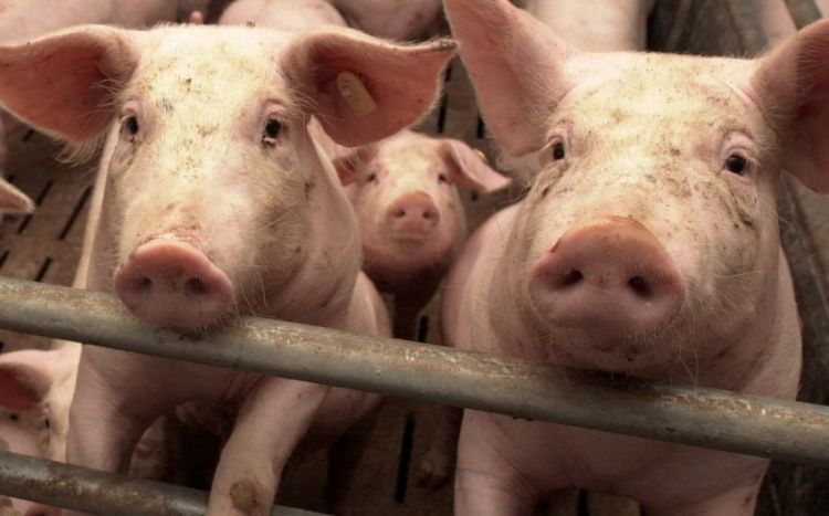 Около Кишинева выявили очаг африканской чумы свиней