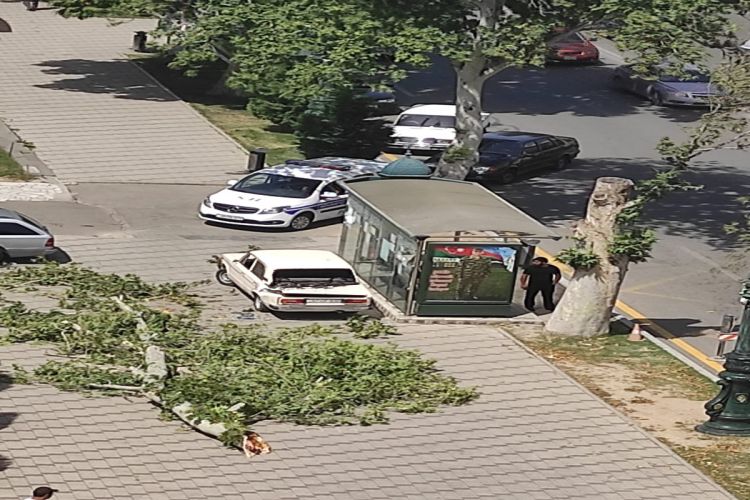 Gəncədə güclü külək nəticəsində ağac avtomobilin üstünə aşıb