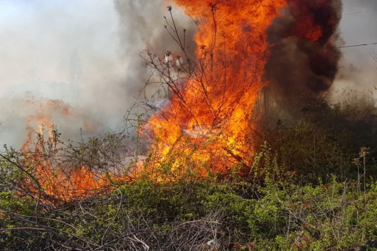 Пожар в лесистой местности в Зангиланcком районе потушен ОБНОВЛЕНО