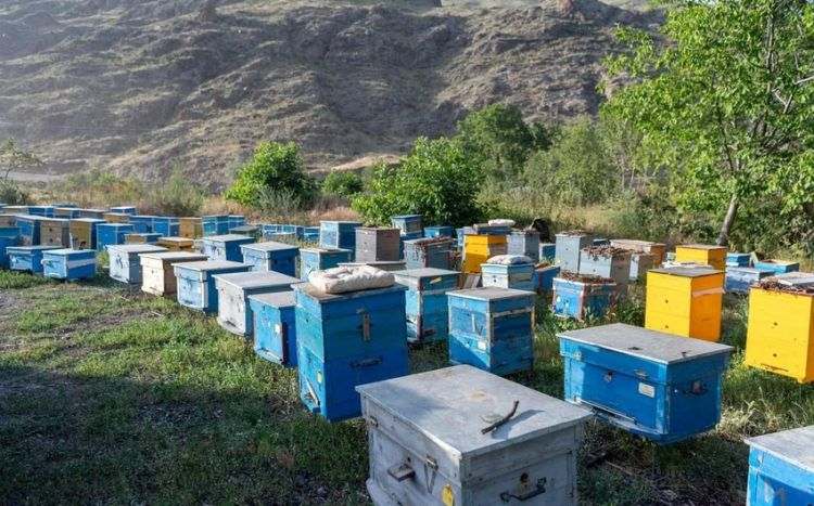В этом году в 24 села Лачина переселено 239 пчеловодческих хозяйств