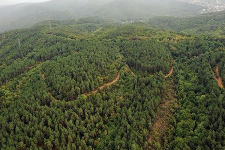 В Турции до конца августа запрещается посещать леса