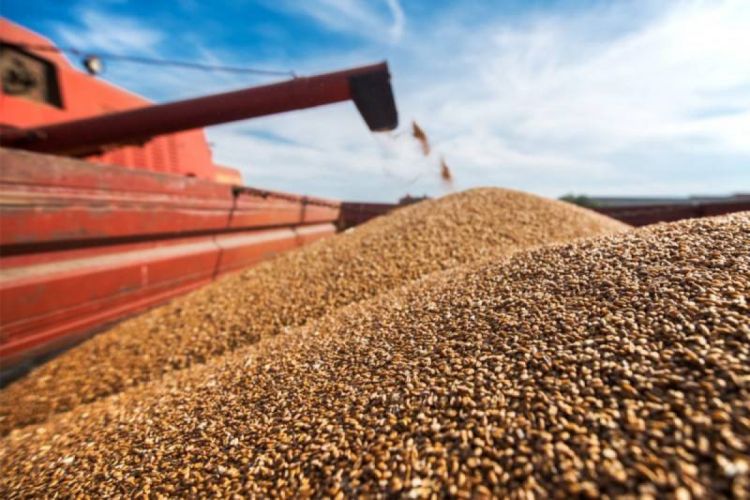 Турция сможет покупать украинское зерно по ценам ниже мировых СМИ