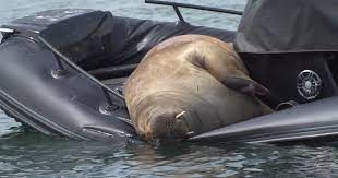 Norway is obsessed with Freya, the walrus who rose to fame while sinking boats